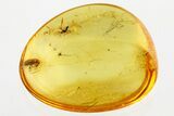 Fossil Handsome Fungus Beetle and Gall Midge in Baltic Amber #346593-1